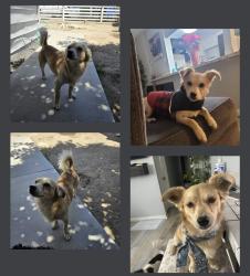Lost Male Dog last seen Pierce St and Fir St, Taft, CA 93268