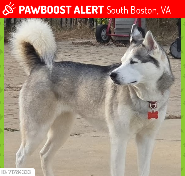 Lost Female Dog last seen Huell Mathews Hwy and Ashcroft Place, South Boston, VA, South Boston, VA 24592