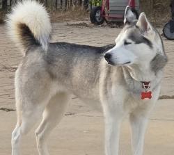 Lost Female Dog last seen Huell Mathews Hwy and Ashcroft Place, South Boston, VA, South Boston, VA 24592