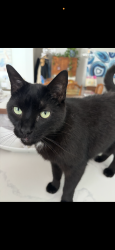 Lost Male Cat last seen Main St. Macungie Pa , Macungie, PA 18062