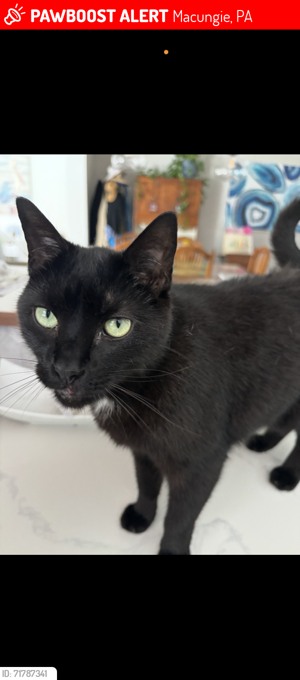 Lost Male Cat last seen Main St. Macungie Pa , Macungie, PA 18062
