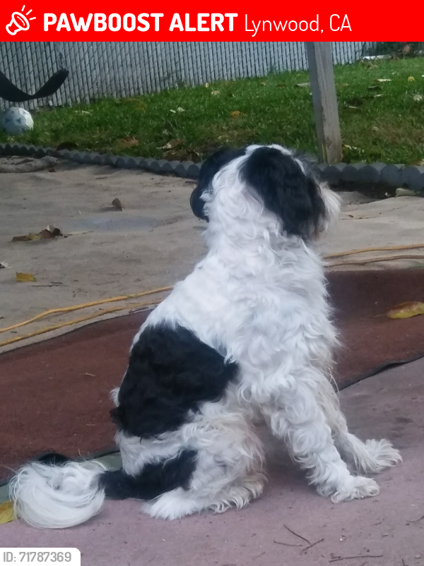 Lost Male Dog last seen Lynnwood park, Lynwood, CA 90262