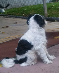 Lost Male Dog last seen Lynnwood park, Lynwood, CA 90262