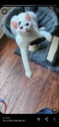 Lost Male Cat last seen Near Conway Black Rd Spartanburg SC , Spartanburg, SC 29307
