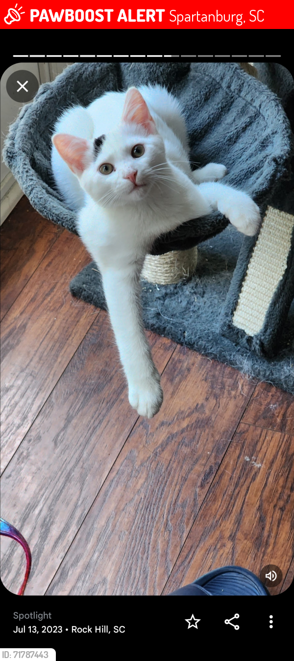 Lost Male Cat last seen Near Conway Black Rd Spartanburg SC , Spartanburg, SC 29307