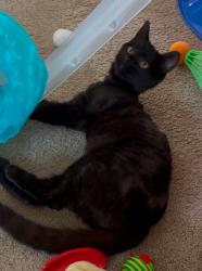 Lost Female Cat last seen Near Craigmoss Lane, Charlotte, NC 28278
