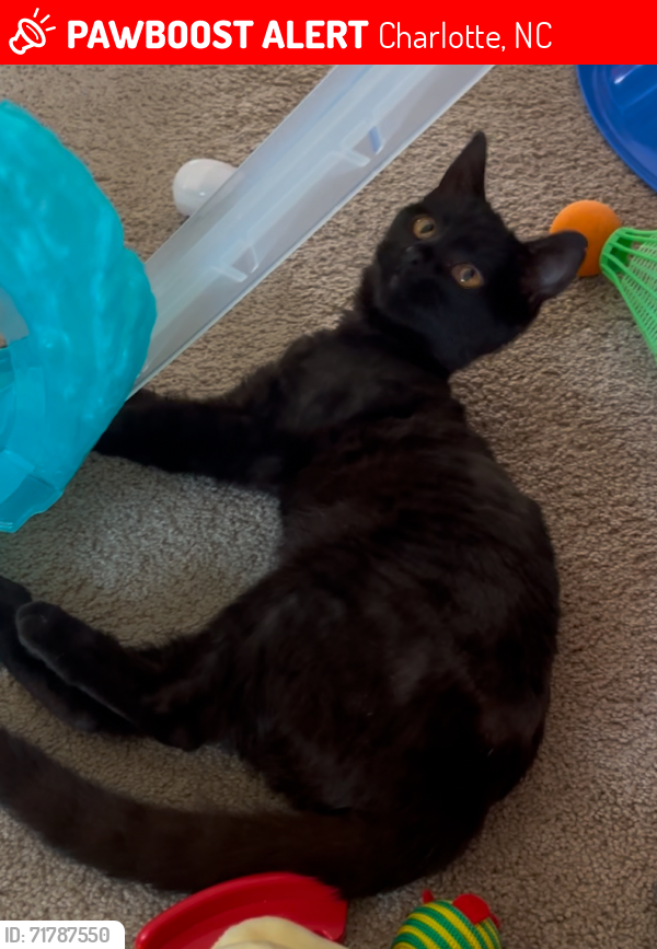 Lost Female Cat last seen Near Craigmoss Lane, Charlotte, NC 28278