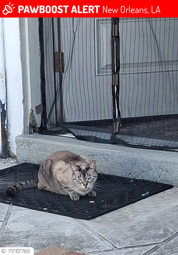 Lost Female Cat last seen Lake forest, New Orleans, LA 70128