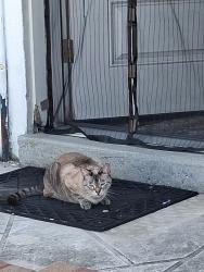 Lost Female Cat last seen Lake forest, New Orleans, LA 70128