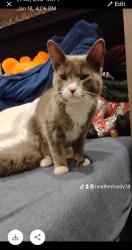Lost Male Cat last seen Martin st , Fort Worth, TX 76119