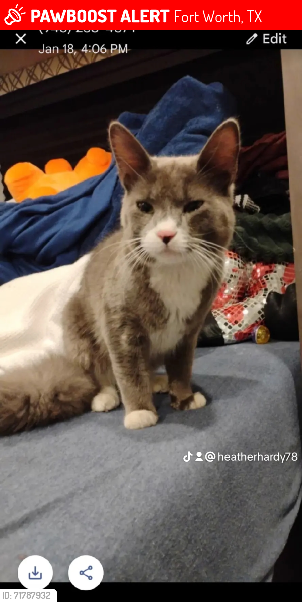 Lost Male Cat last seen Martin st , Fort Worth, TX 76119