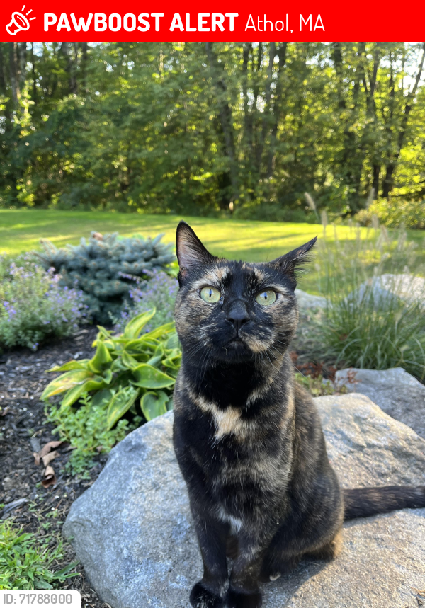 Lost Female Cat last seen Petersham Rd & Miles Rd, Athol, MA 01331