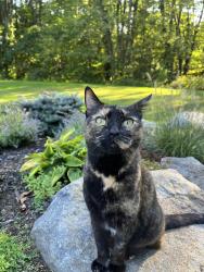 Lost Female Cat last seen Petersham Rd & Miles Rd , Athol, MA 01331