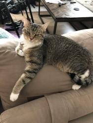 Lost Female Cat last seen Jubilee Trail and Rochelle, Austin, TX 78748