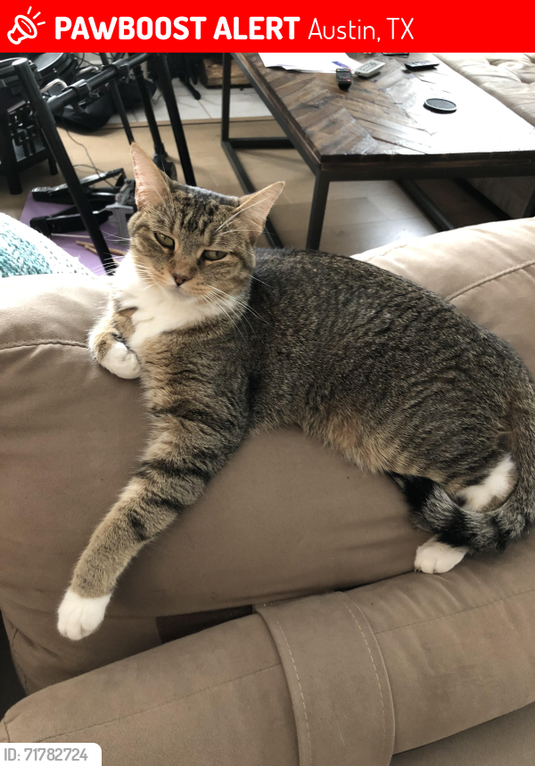 Lost Female Cat last seen Jubilee Trail and Rochelle, Austin, TX 78748