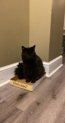 Lost Male Cat last seen Swan and Highland, Louisville, KY 40204