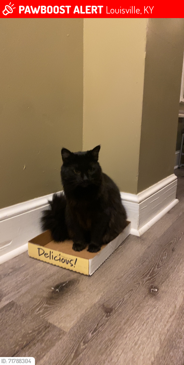 Lost Male Cat last seen Swan and Highland, Louisville, KY 40204