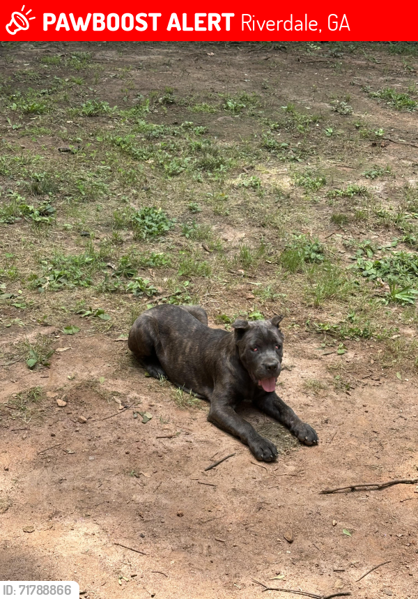 Lost Female Dog last seen Bethsaida Rd & West Fayetteville Rd, Riverdale, GA 30274