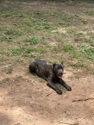 Lost Female Dog last seen Bethsaida Rd & West Fayetteville Rd, Riverdale, GA 30274