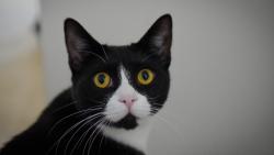 Lost Male Cat last seen Glenwood Avenue, Richmond, VA 23223