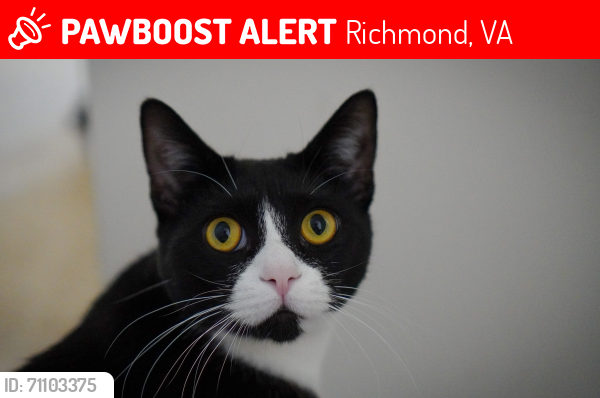 Lost Male Cat last seen Glenwood Avenue, Richmond, VA 23223