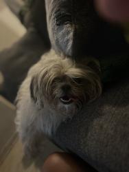 Lost Female Dog last seen Live oak, Austin, TX 78704