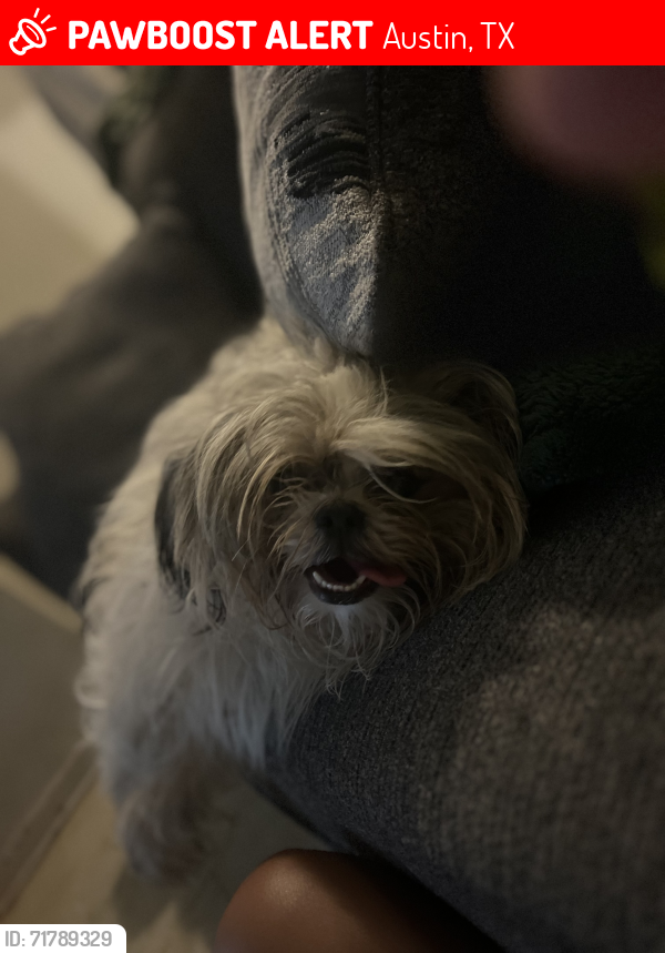Lost Female Dog last seen Live oak, Austin, TX 78704
