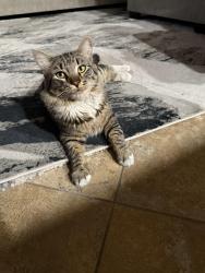 Lost Male Cat last seen Sunny Springs and Wandering St., Las Vegas, NV 89131