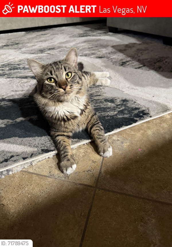 Lost Male Cat last seen Sunny Springs and Wandering St., Las Vegas, NV 89131