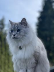 Lost Male Cat last seen Stoller Middle School ( NW Laidlaw & NW 140th Avenue), Portland, OR 97229