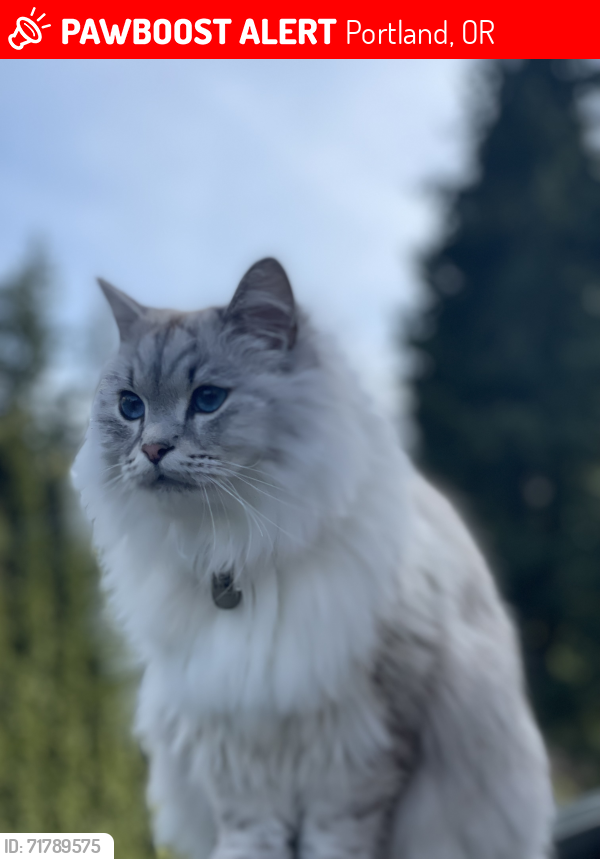 Lost Male Cat last seen Stoller Middle School ( NW Laidlaw & NW 140th Avenue), Portland, OR 97229