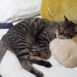 Lost Male Cat last seen Near Crawford Street, Jonesboro, AR 72401