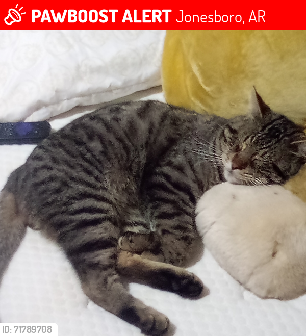 Lost Male Cat last seen Near Crawford Street, Jonesboro, AR 72401
