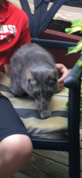 Lost Female Cat last seen Maywood & Brick, Green Bay, WI 54303