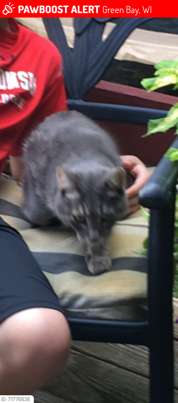 Lost Female Cat last seen Maywood & Brick, Green Bay, WI 54303