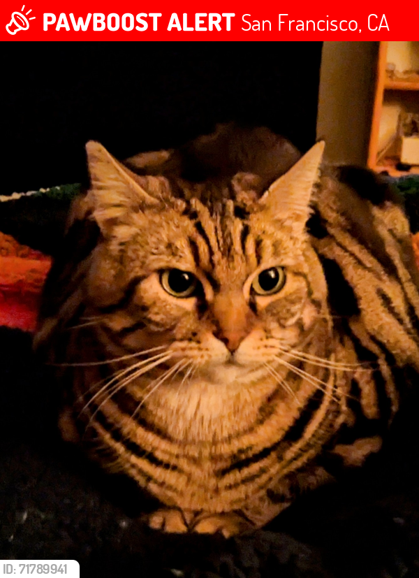 Lost Male Cat last seen Bernal Heights Blvd and Bradford, San Francisco, CA 94110
