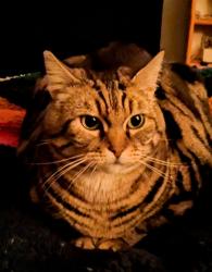 Lost Male Cat last seen Bernal Heights Blvd and Bradford, San Francisco, CA 94110