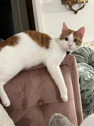 Lost Male Cat last seen Redmont Park, Birmingham, AL 35213