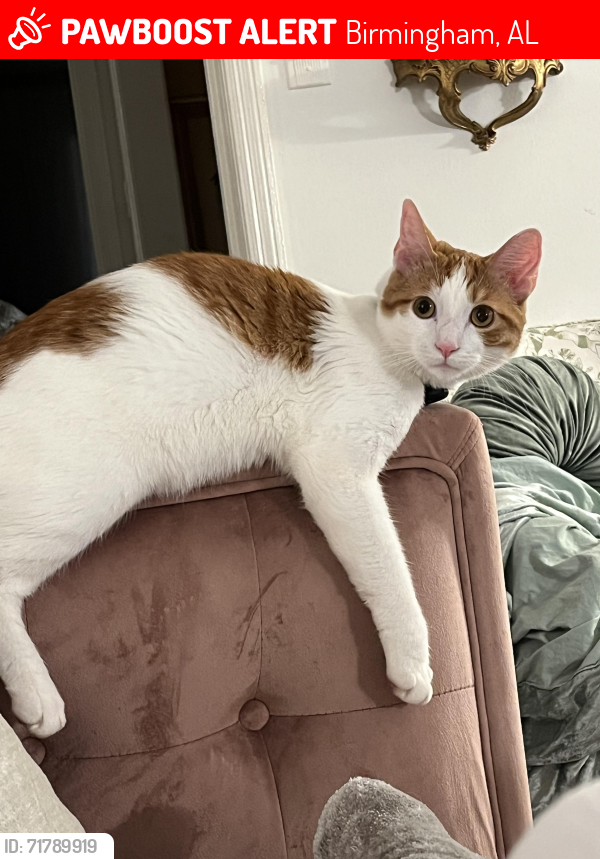 Lost Male Cat last seen Redmont Park, Birmingham, AL 35213