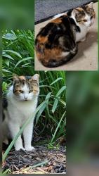 Lost Female Cat last seen High Ridge Drive & Rolling Meadow Drive, Mebane, NC 27302
