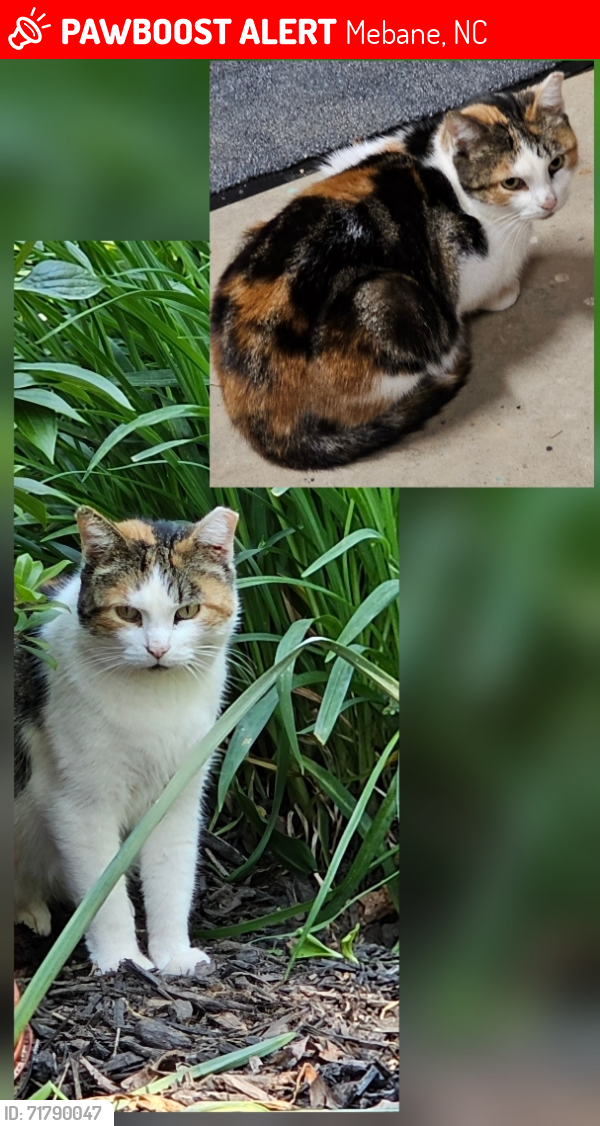 Lost Female Cat last seen High Ridge Drive & Rolling Meadow Drive, Mebane, NC 27302