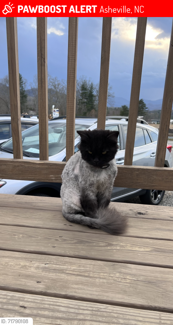 Lost Male Cat last seen Bear leicester hwy, Asheville, NC 28806