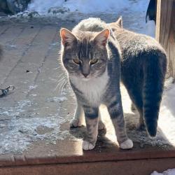 Lost Male Cat last seen Ruins corner off of rt 25 where south rd and north rd cross, Limington, ME 04049