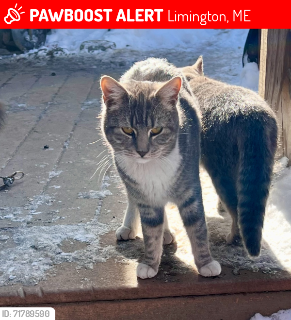 Lost Male Cat last seen Ruins corner off of rt 25 where south rd and north rd cross, Limington, ME 04049