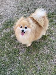 Reunited Female Dog last seen Traders, Grand Prairie, TX 75052
