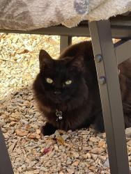 Lost Male Cat last seen Toy Chest and El Capitan, Enterprise, NV 89178