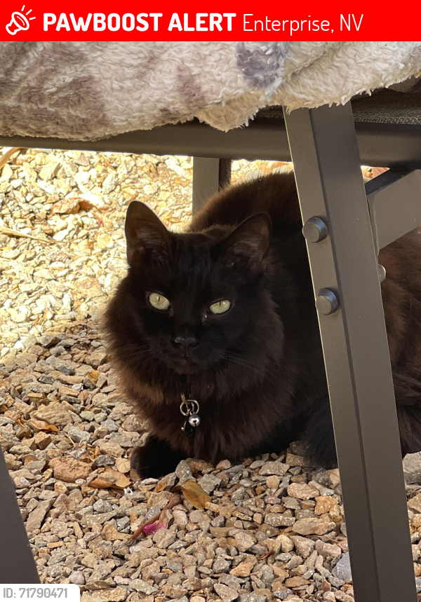 Lost Male Cat last seen Toy Chest and El Capitan, Enterprise, NV 89178