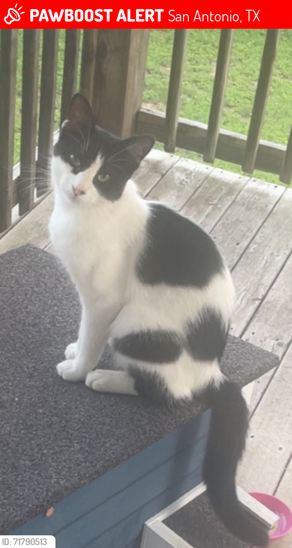 Lost Male Cat last seen Near Carlsbad Rio, San Antonio, TX 78233