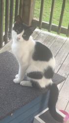 Lost Male Cat last seen Near Carlsbad Rio, San Antonio, TX 78233
