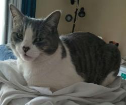 Lost Male Cat last seen Caroll Street, Deer Park, VIC 3023